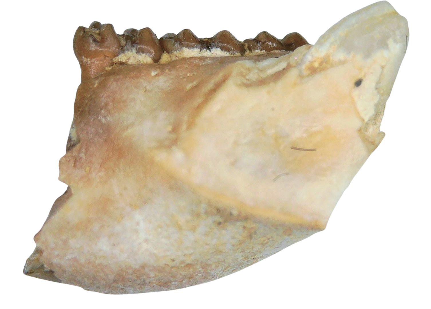 Adjidaumo Eocene Rodent Tooth from Nebraska 10b | Fossils for Sale
