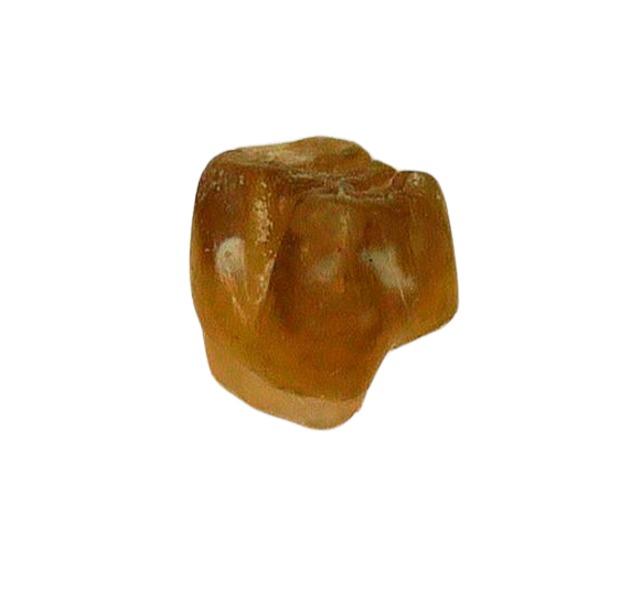 Adjidaumo Eocene Rodent Tooth from Nebraska 1a | Fossils for Sale