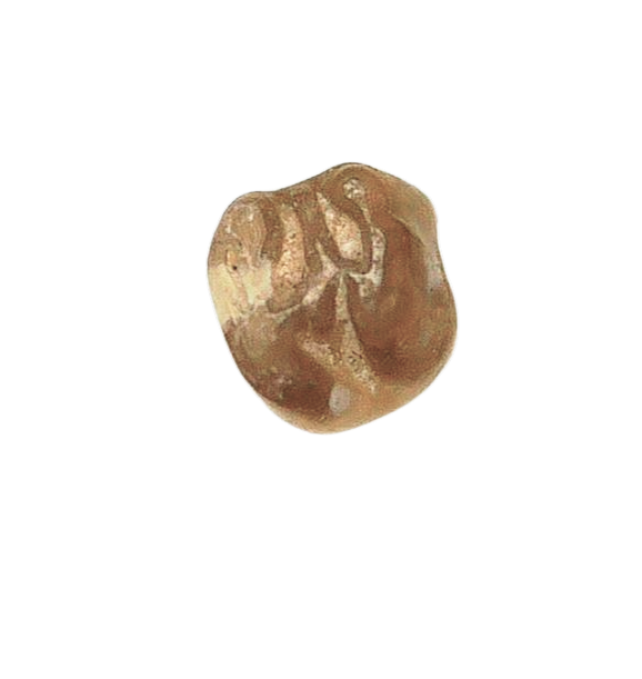 Adjidaumo Eocene Rodent Tooth from Nebraska 1b | Fossils for Sale