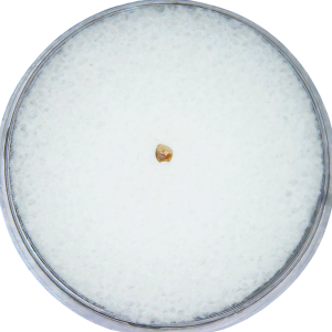 Adjidaumo Eocene Rodent Tooth from Nebraska #2