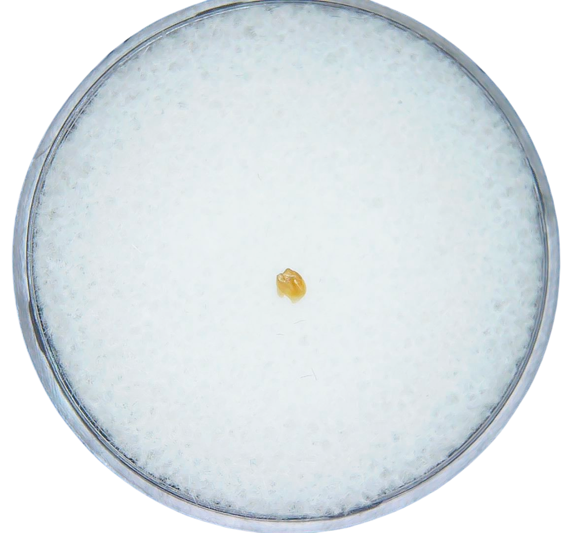 Adjidaumo Eocene Rodent Tooth from Nebraska 3 | Fossils for Sale