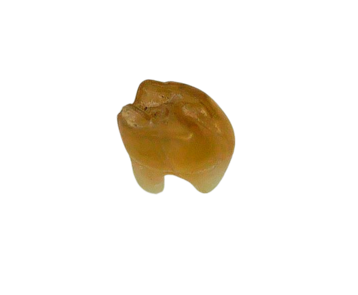 Adjidaumo Eocene Rodent Tooth from Nebraska 3a | Fossils for Sale