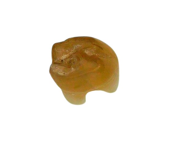 Adjidaumo Eocene Rodent Tooth from Nebraska 3b | Fossils for Sale