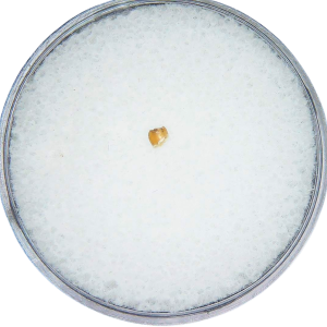 Adjidaumo Eocene Rodent Tooth from Nebraska #4