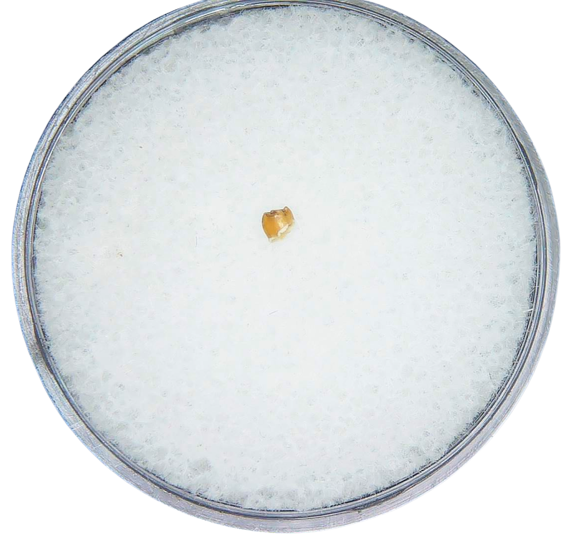 Adjidaumo Eocene Rodent Tooth from Nebraska 4 | Fossils for Sale