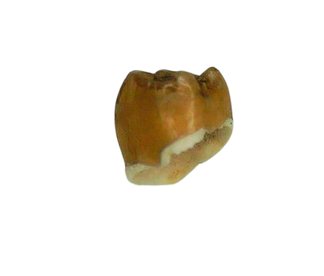 Adjidaumo Eocene Rodent Tooth from Nebraska 4a | Fossils for Sale