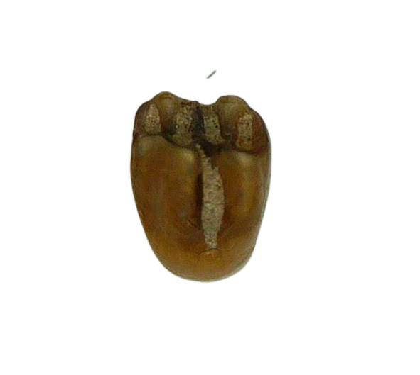 Adjidaumo Eocene Rodent Tooth from Nebraska 4b | Fossils for Sale