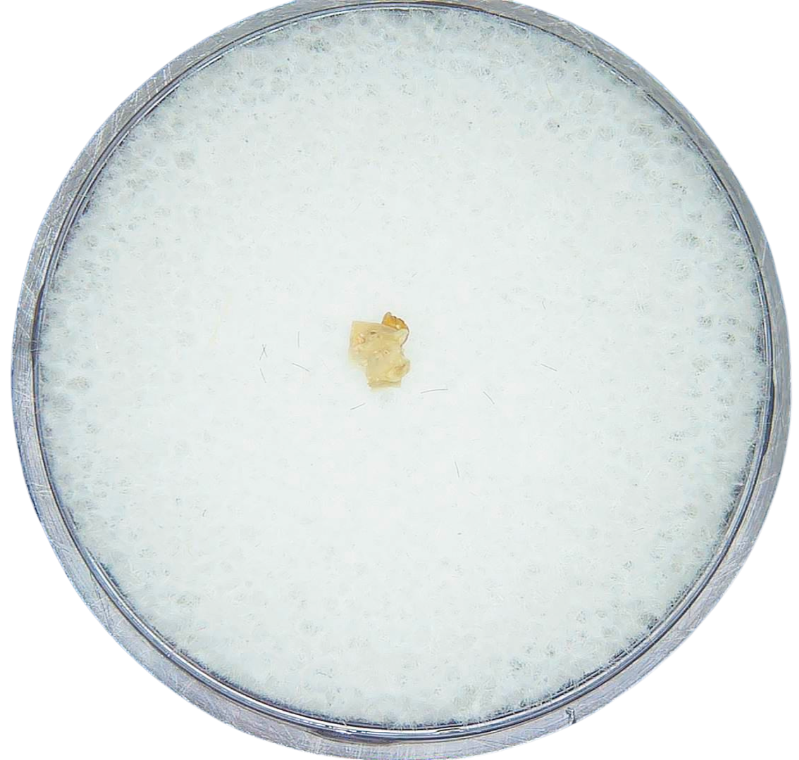 Adjidaumo Eocene Rodent Tooth from Nebraska 5 | Fossils for Sale