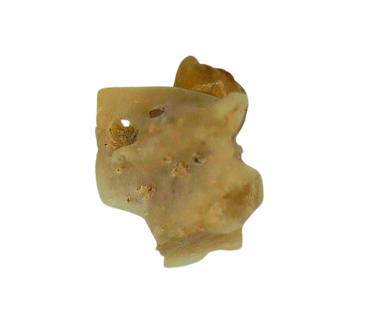 Adjidaumo Eocene Rodent Tooth from Nebraska 5a | Fossils for Sale