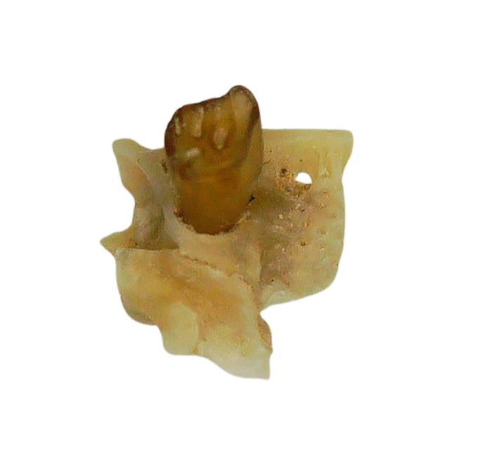 Adjidaumo Eocene Rodent Tooth from Nebraska 5b | Fossils for Sale