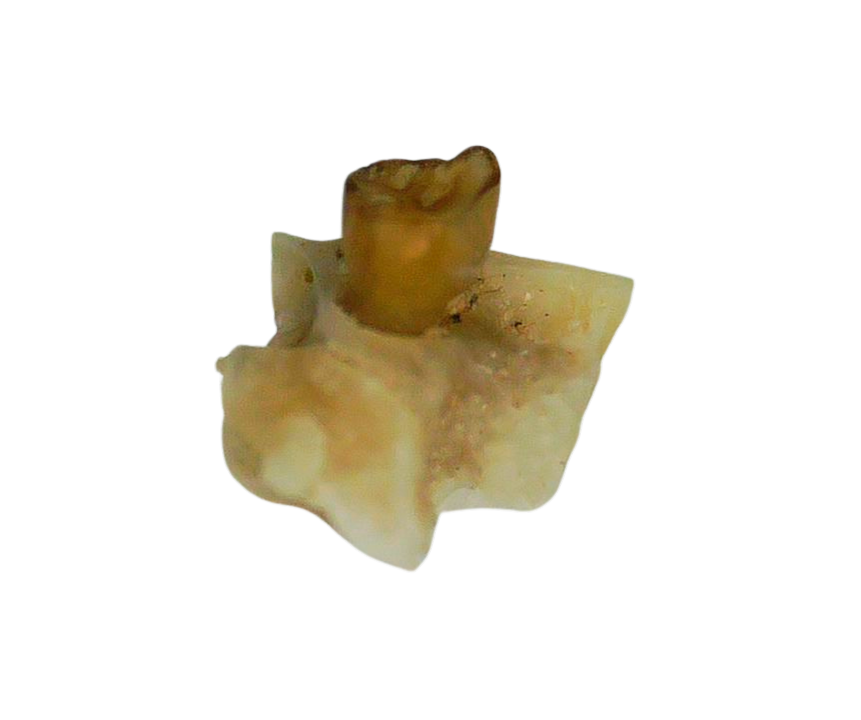 Adjidaumo Eocene Rodent Tooth from Nebraska 5c | Fossils for Sale