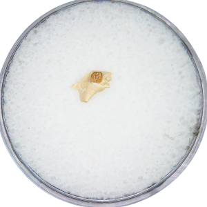 Adjidaumo Eocene Rodent Tooth from Nebraska #6