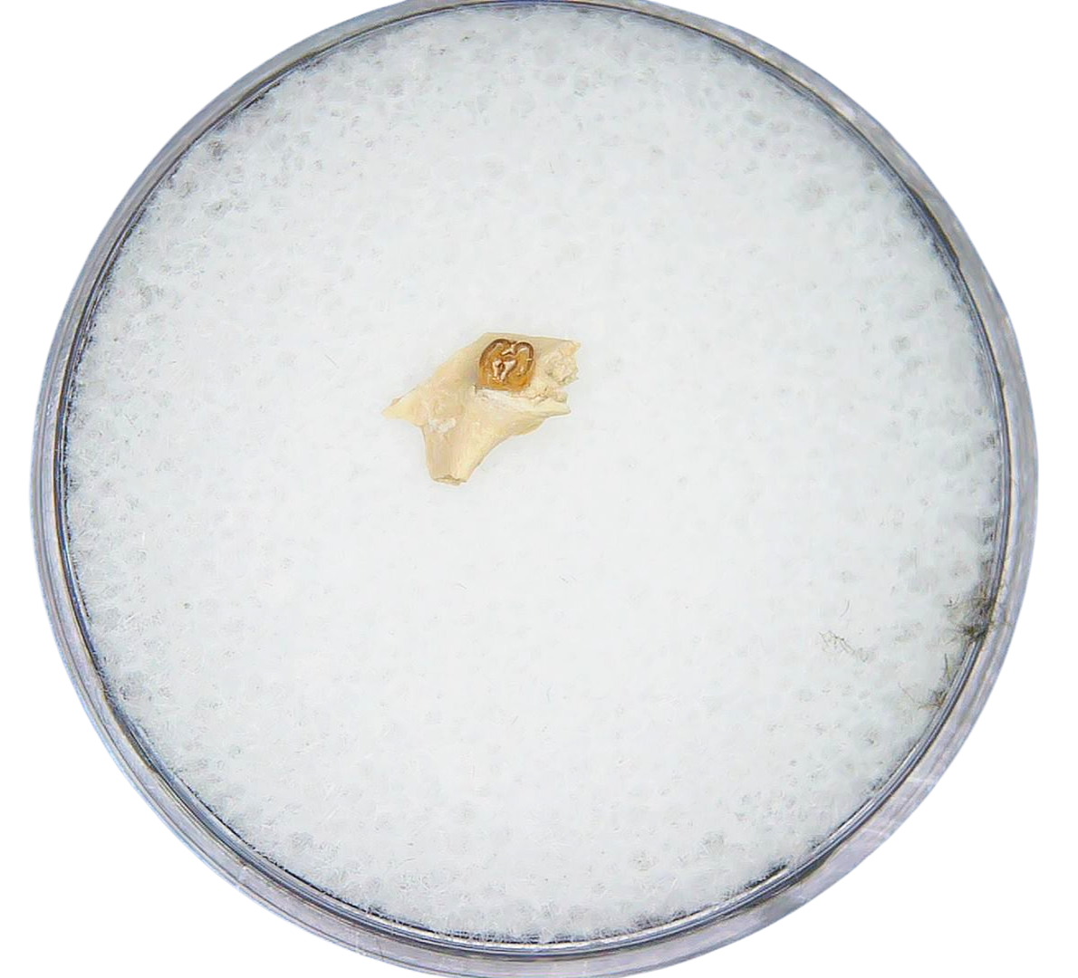 Adjidaumo Eocene Rodent Tooth from Nebraska 6 | Fossils for Sale