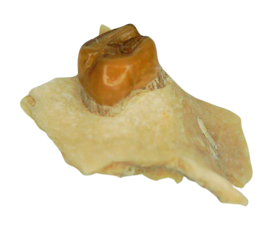 Adjidaumo Eocene Rodent Tooth from Nebraska 6a | Fossils for Sale