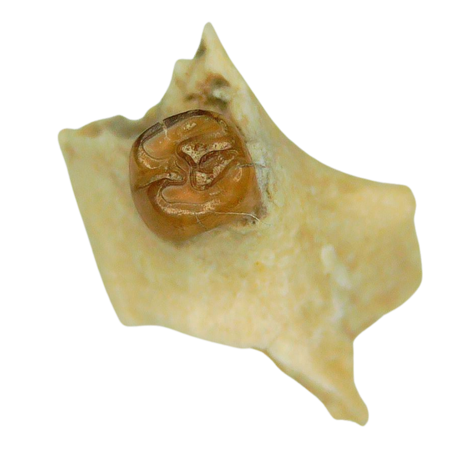 Adjidaumo Eocene Rodent Tooth from Nebraska 6b | Fossils for Sale