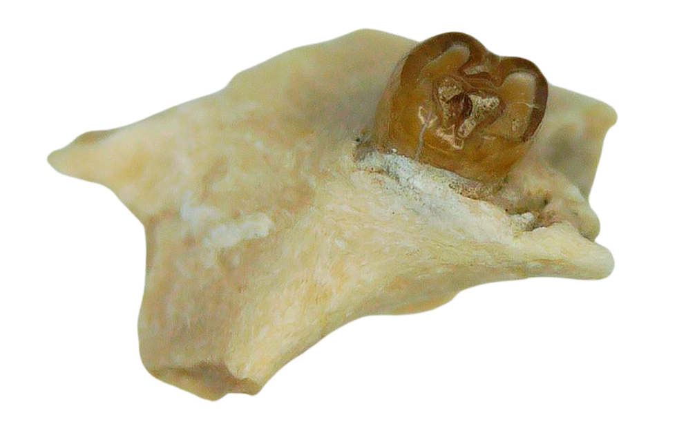 Adjidaumo Eocene Rodent Tooth from Nebraska 6c | Fossils for Sale