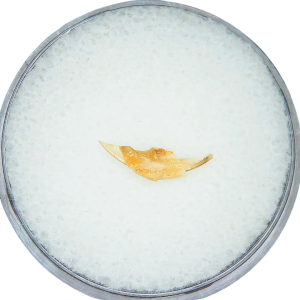 Adjidaumo Eocene Rodent Tooth from Nebraska #7