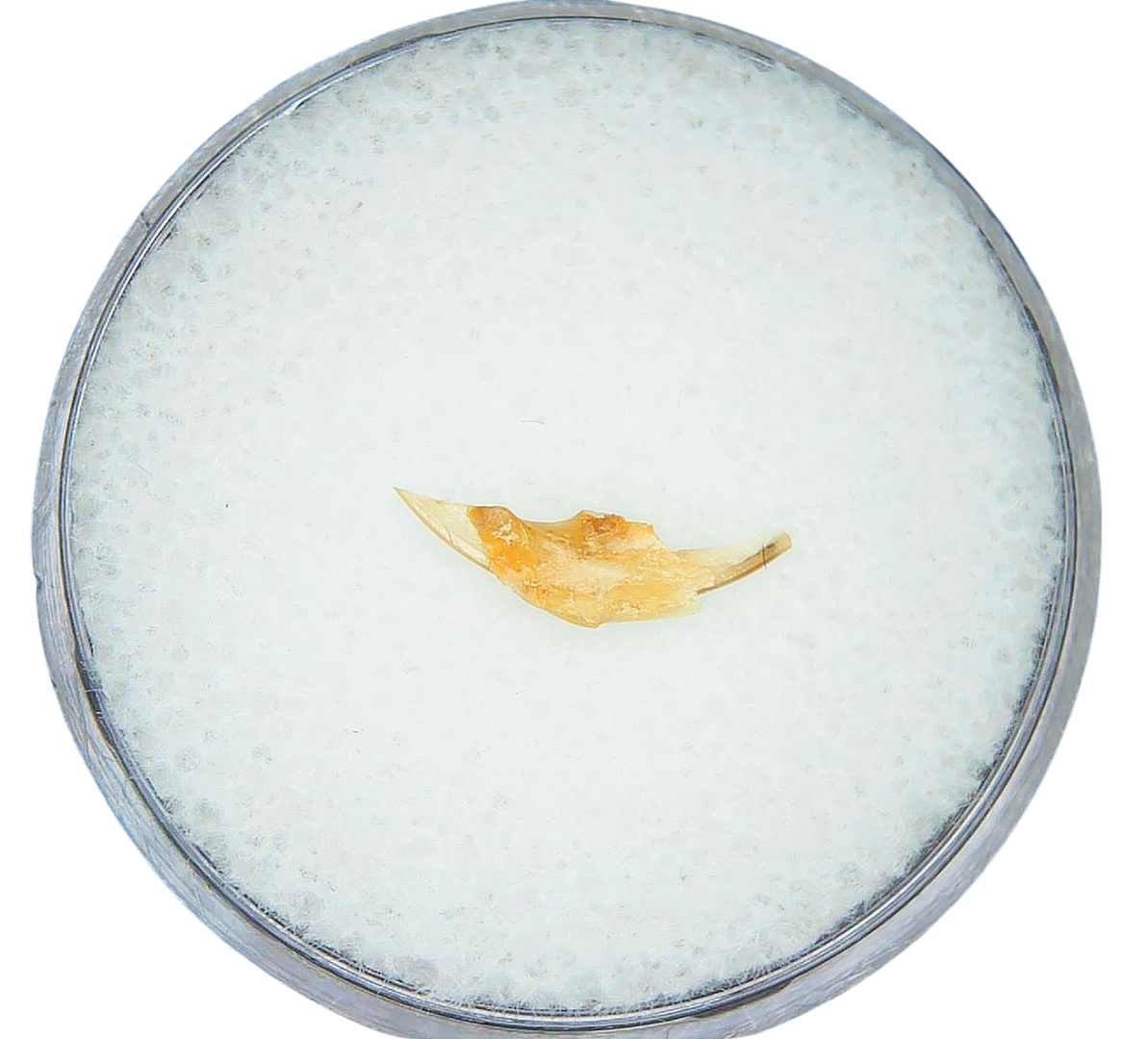 Adjidaumo Eocene Rodent Tooth from Nebraska 7 | Fossils for Sale