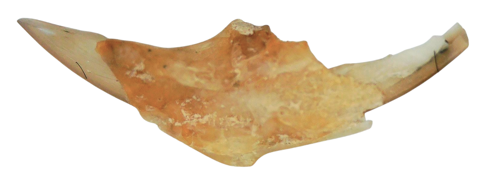 Adjidaumo Eocene Rodent Tooth from Nebraska 7a | Fossils for Sale
