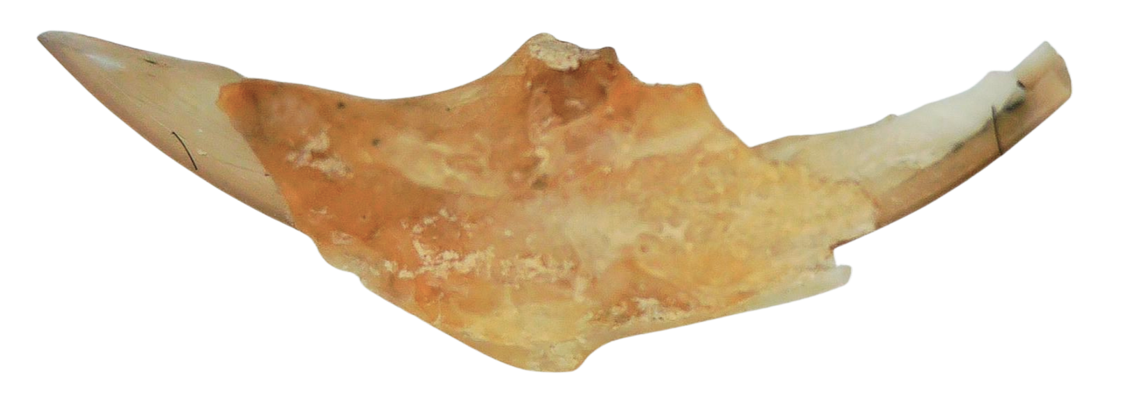 Adjidaumo Eocene Rodent Tooth from Nebraska 7b | Fossils for Sale