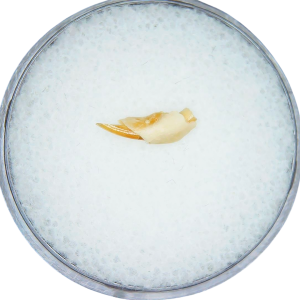 Adjidaumo Eocene Rodent Tooth from Nebraska #8