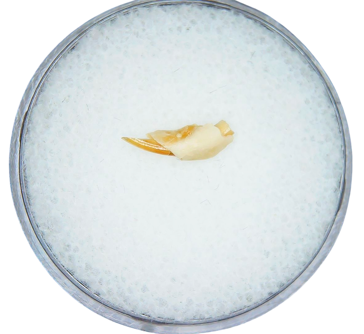 Adjidaumo Eocene Rodent Tooth from Nebraska 8 | Fossils for Sale
