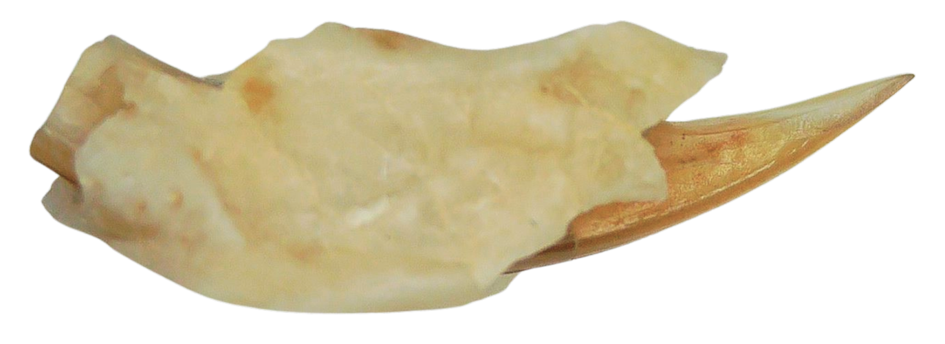 Adjidaumo Eocene Rodent Tooth from Nebraska 8a | Fossils for Sale