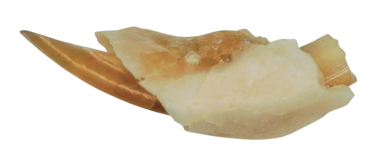 Adjidaumo Eocene Rodent Tooth from Nebraska 8b | Fossils for Sale