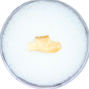 Adjidaumo Eocene Rodent Tooth from Nebraska #9