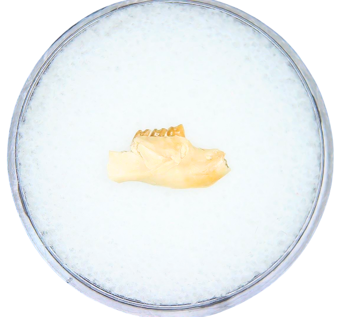 Adjidaumo Eocene Rodent Tooth from Nebraska 9 | Fossils for Sale