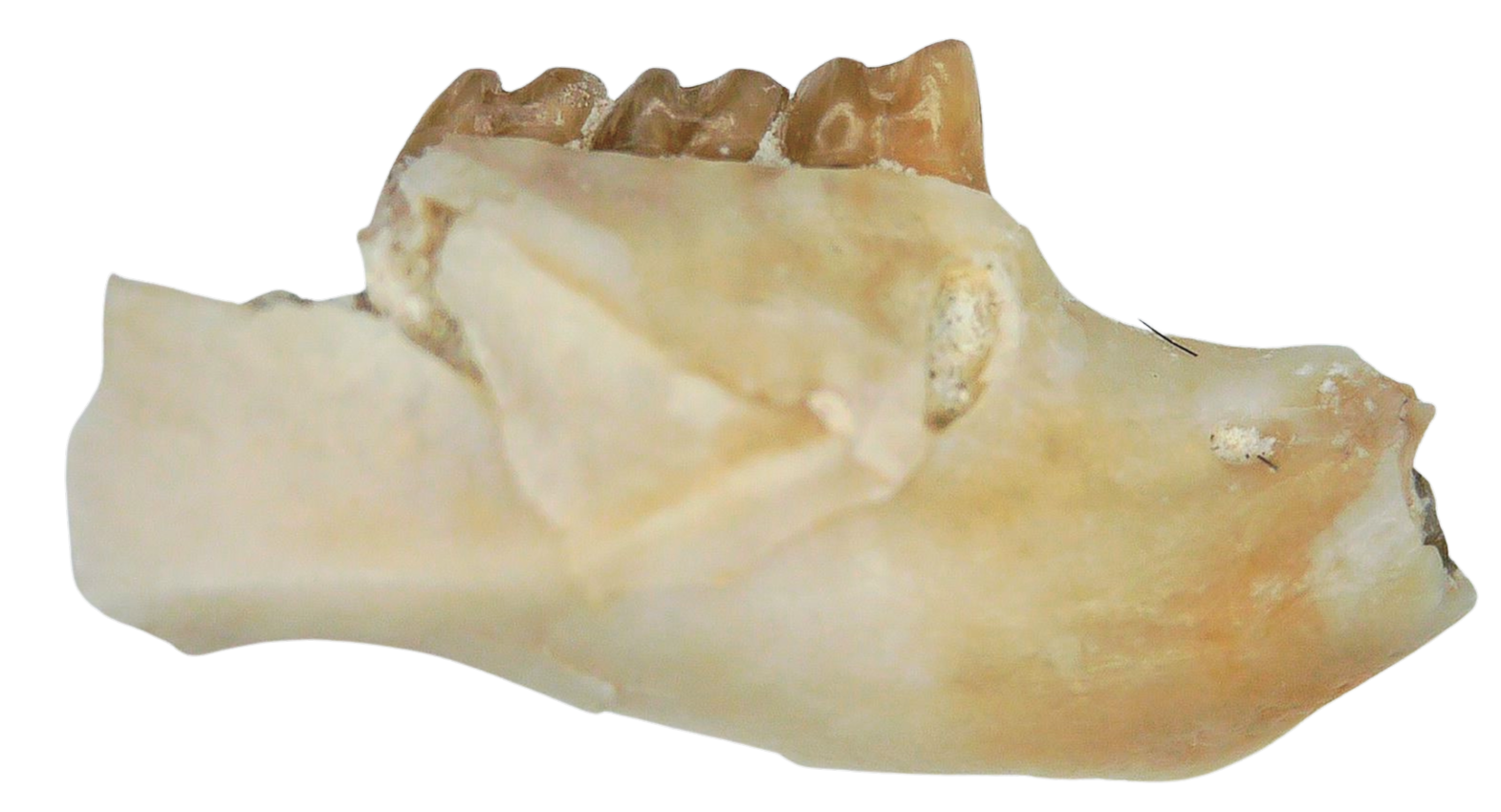 Adjidaumo Eocene Rodent Tooth from Nebraska 9a | Fossils for Sale