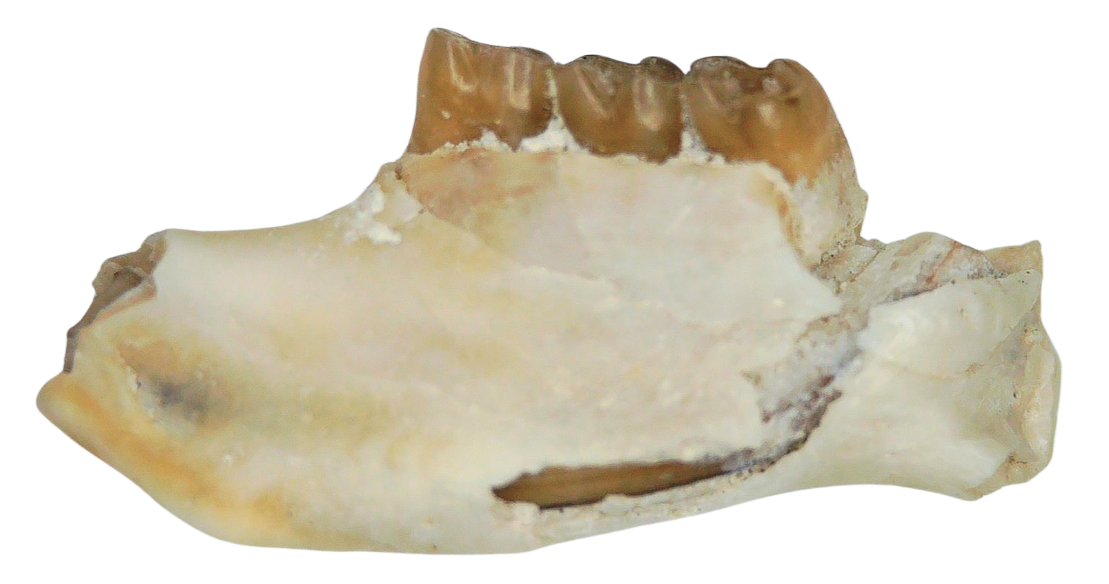 Adjidaumo Eocene Rodent Tooth from Nebraska 9b | Fossils for Sale