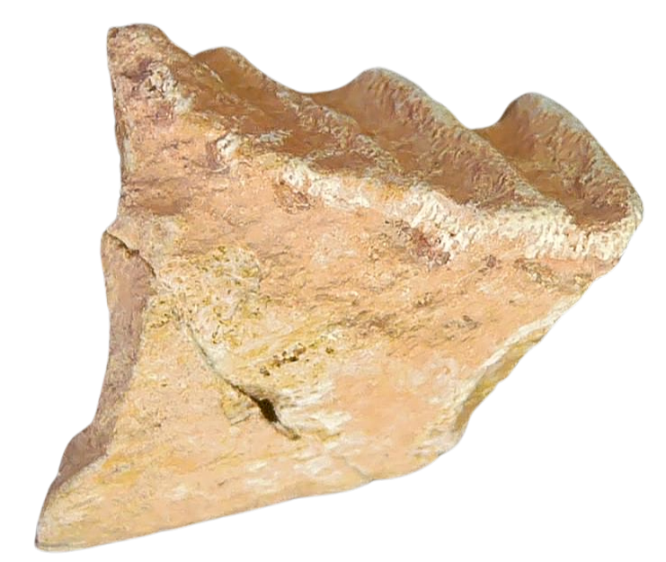 Ceratodus Cretaceous Lungfish Tooth for Sale from Morocco 20 | Fossils for Sale