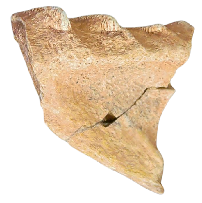 Ceratodus Cretaceous Lungfish Tooth for Sale from Morocco 20a | Fossils for Sale