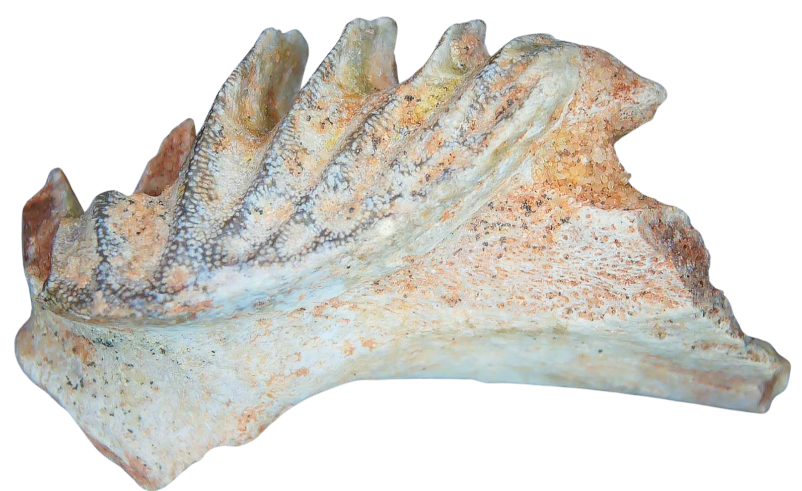 Ceratodus Cretaceous Lungfish Tooth for Sale from Morocco 23 | Fossils for Sale
