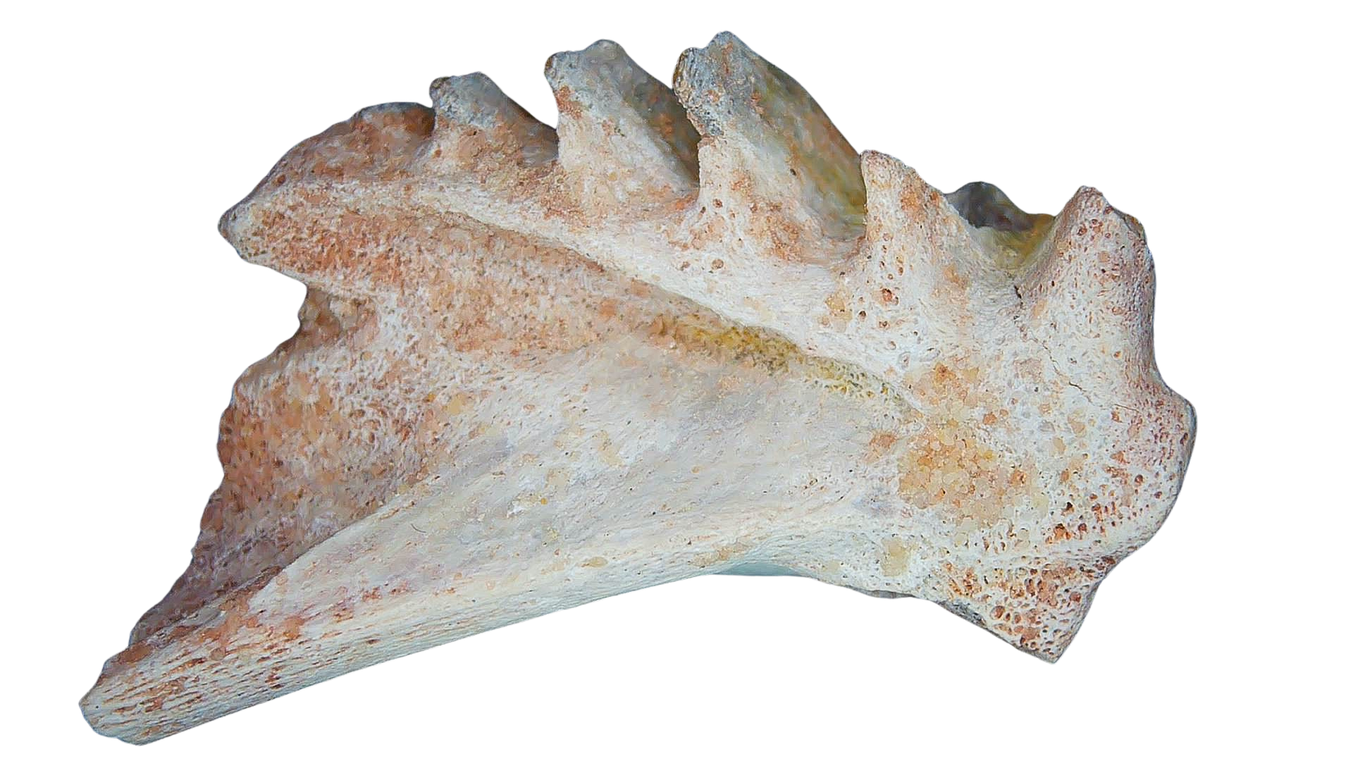 Ceratodus Cretaceous Lungfish Tooth for Sale from Morocco 23a | Fossils for Sale