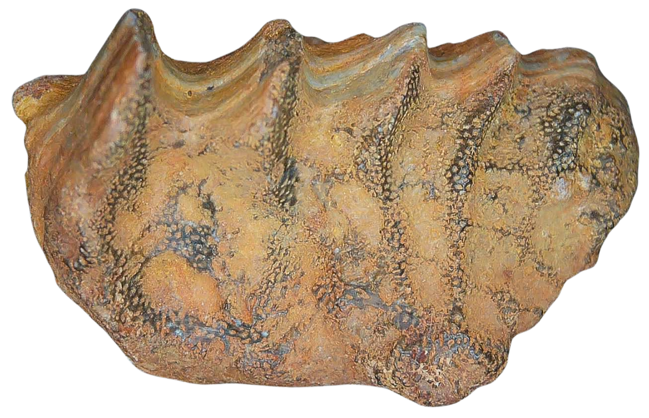 Ceratodus Cretaceous Lungfish Tooth for Sale from Morocco 24 | Fossils for Sale