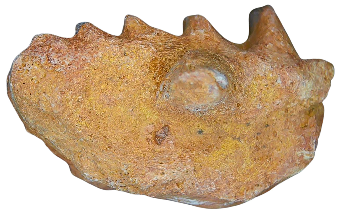Ceratodus Cretaceous Lungfish Tooth for Sale from Morocco 24a | Fossils for Sale
