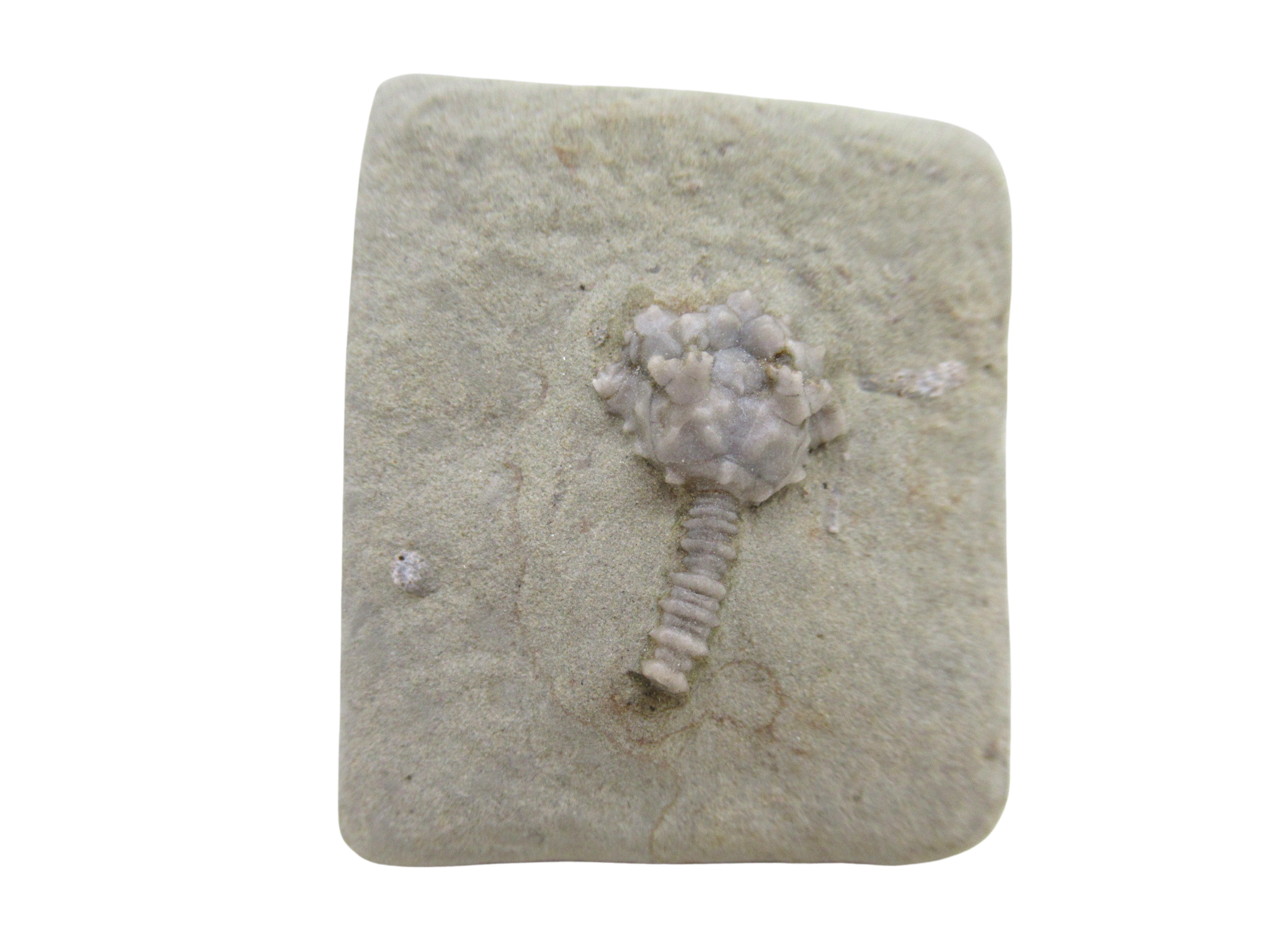 Crawfordsville Crinoid Fossil for Sale from Indiana 197 | Fossils for Sale