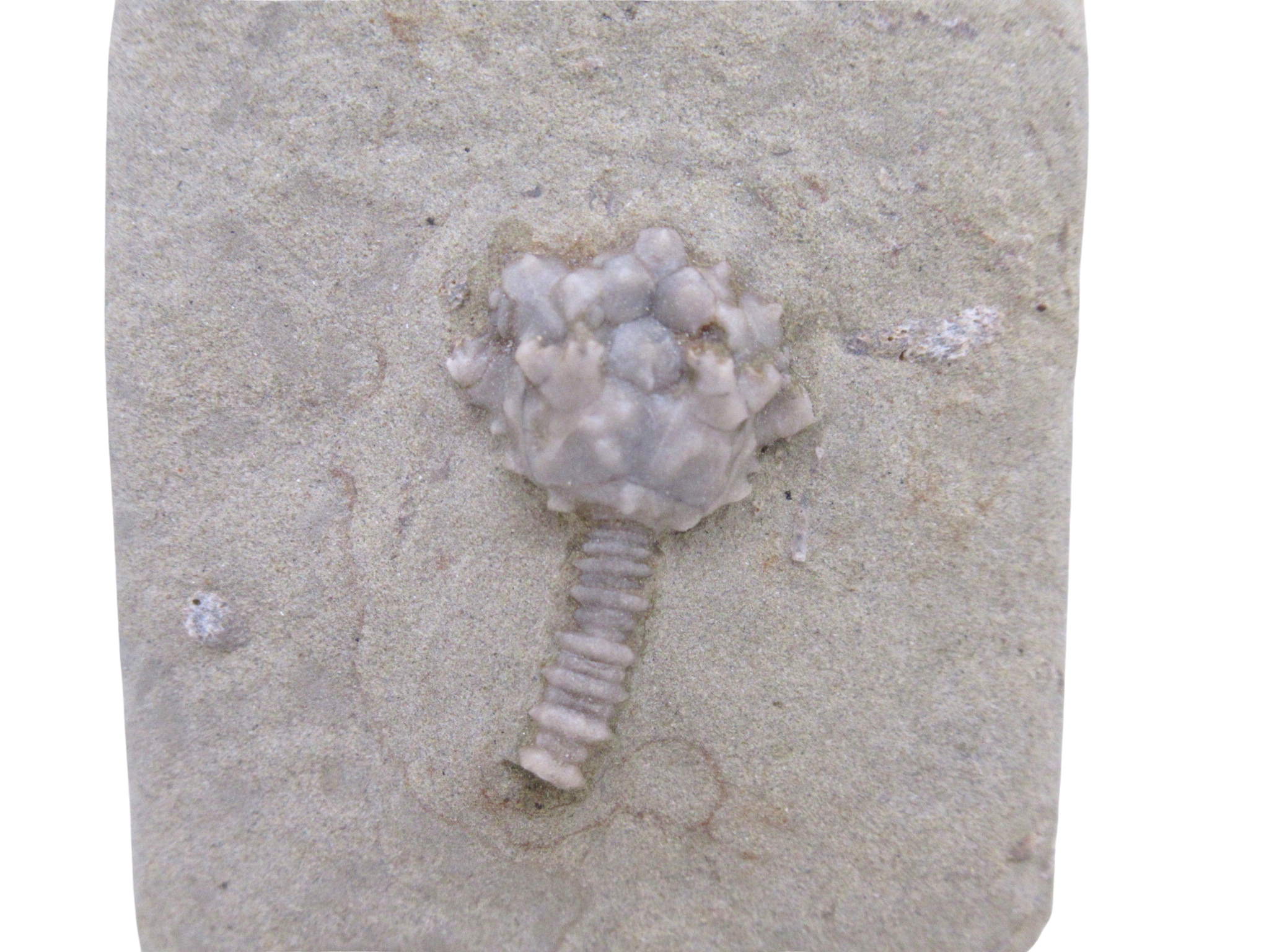 Crawfordsville Crinoid Fossil for Sale from Indiana 197a | Fossils for Sale