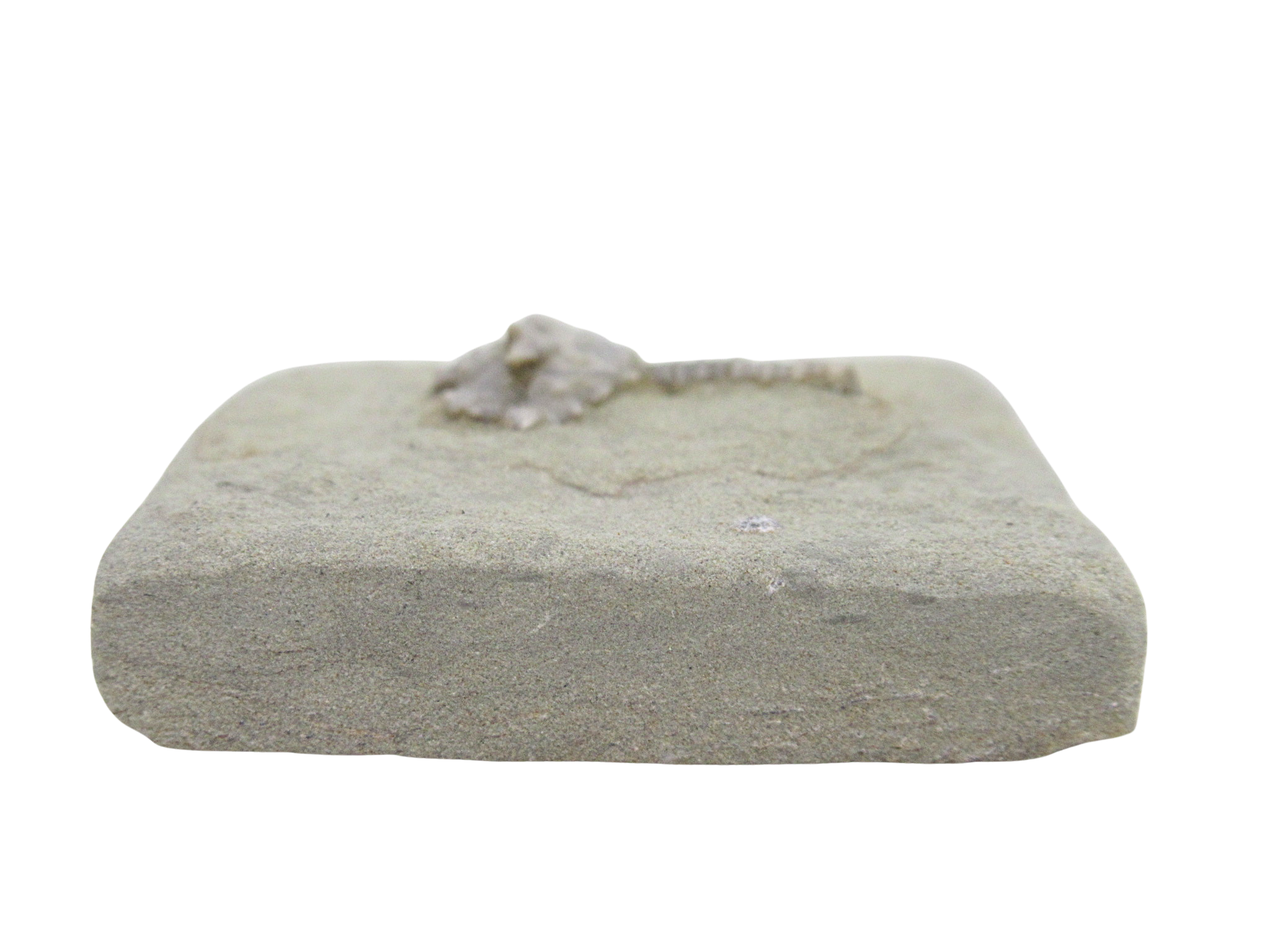 Crawfordsville Crinoid Fossil for Sale from Indiana 197b | Fossils for Sale