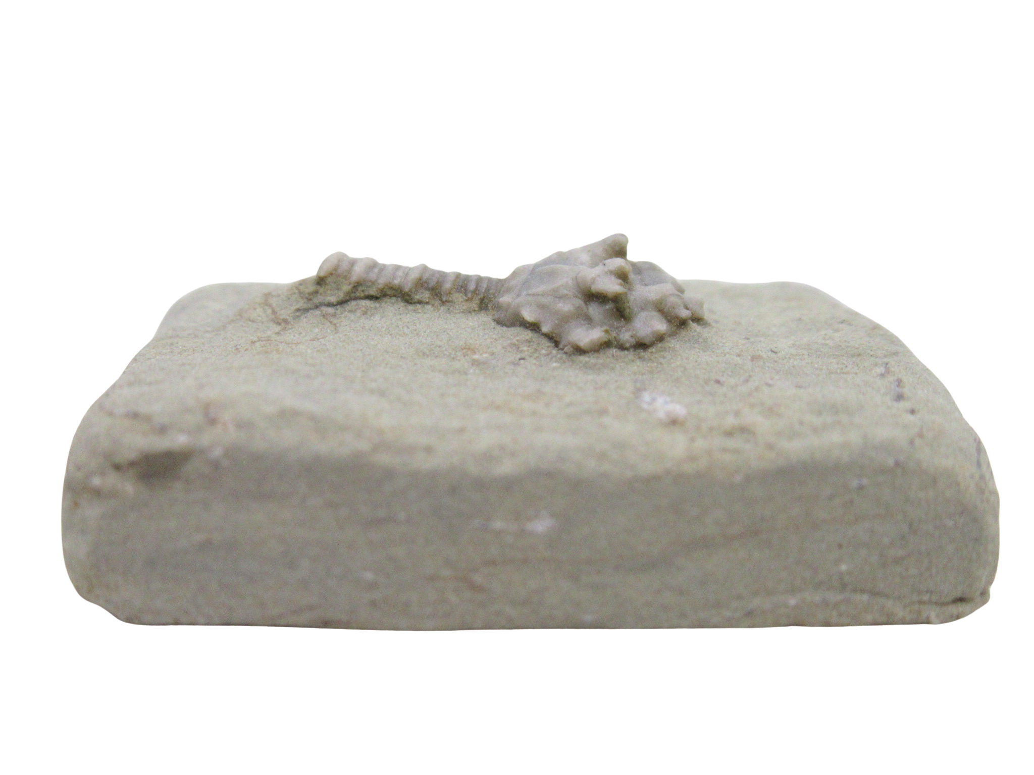 Crawfordsville Crinoid Fossil for Sale from Indiana 197c | Fossils for Sale