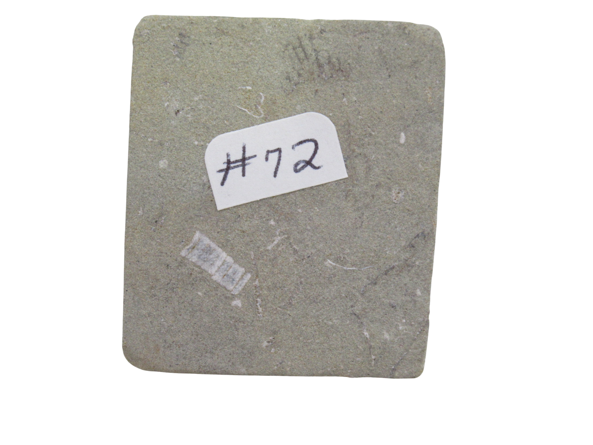 Crawfordsville Crinoid Fossil for Sale from Indiana 197d | Fossils for Sale