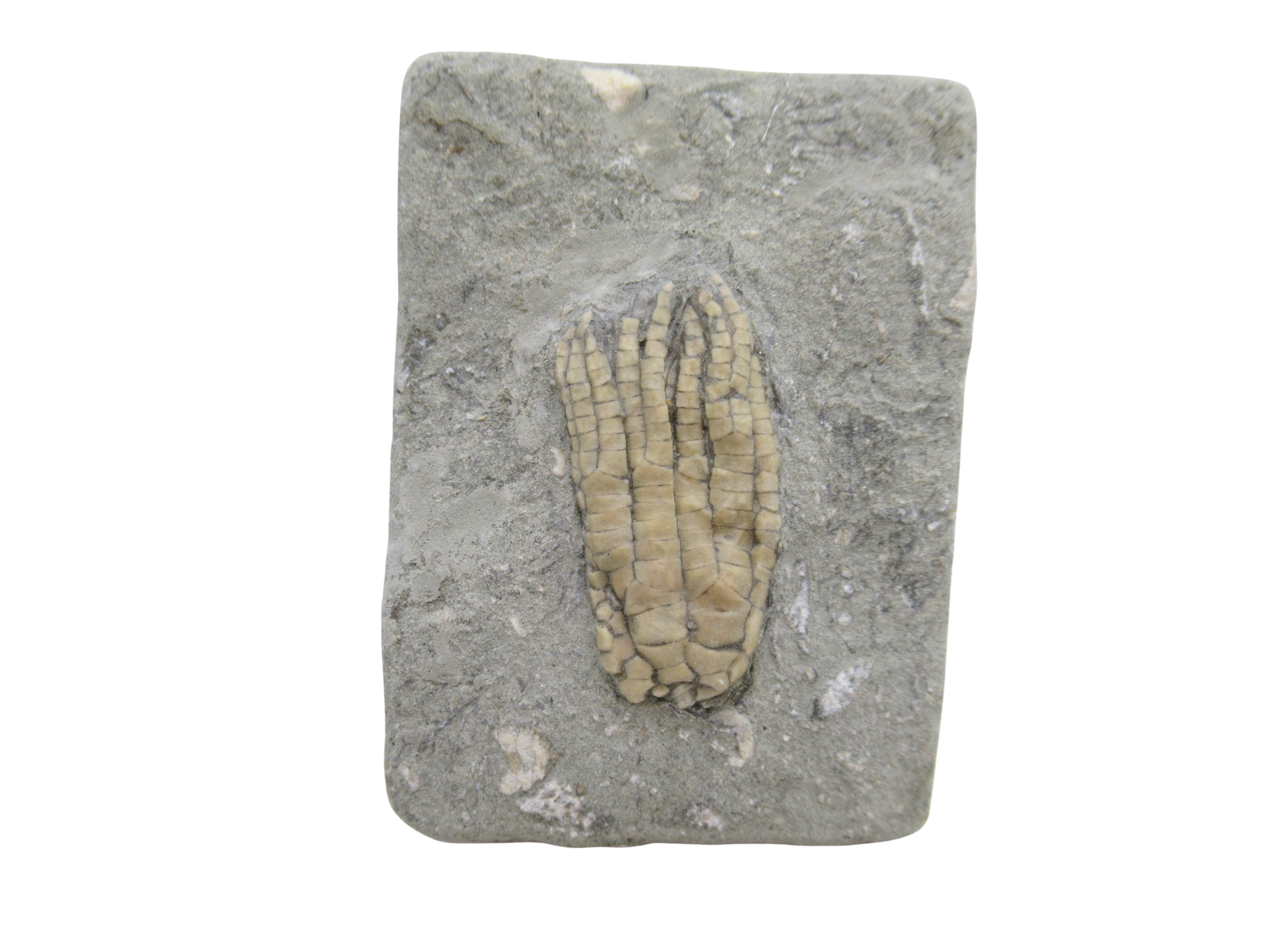 Crawfordsville Crinoid Fossil for Sale from Indiana 198 | Fossils for Sale