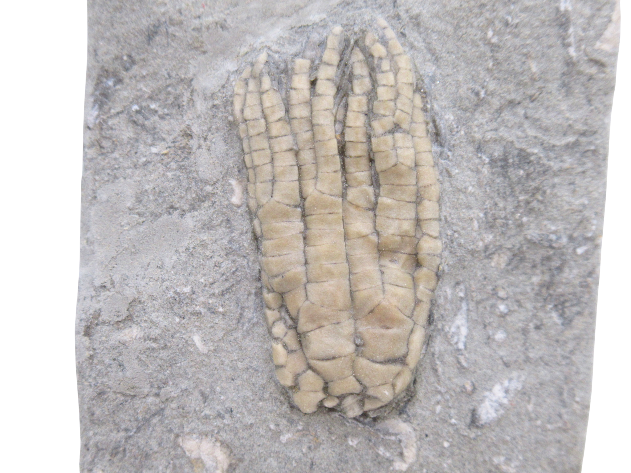 Crawfordsville Crinoid Fossil for Sale from Indiana 198a | Fossils for Sale