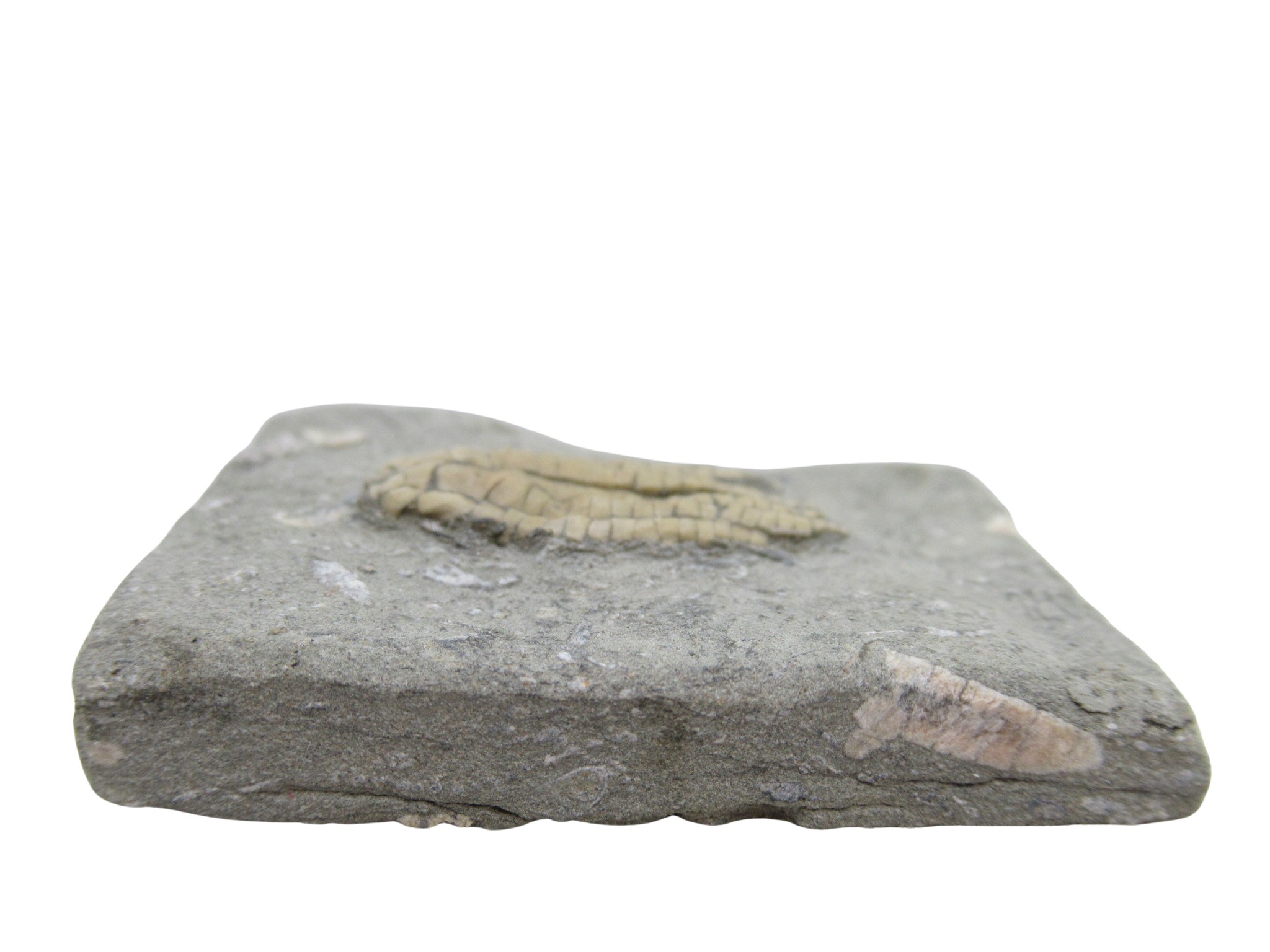 Crawfordsville Crinoid Fossil for Sale from Indiana 198b | Fossils for Sale