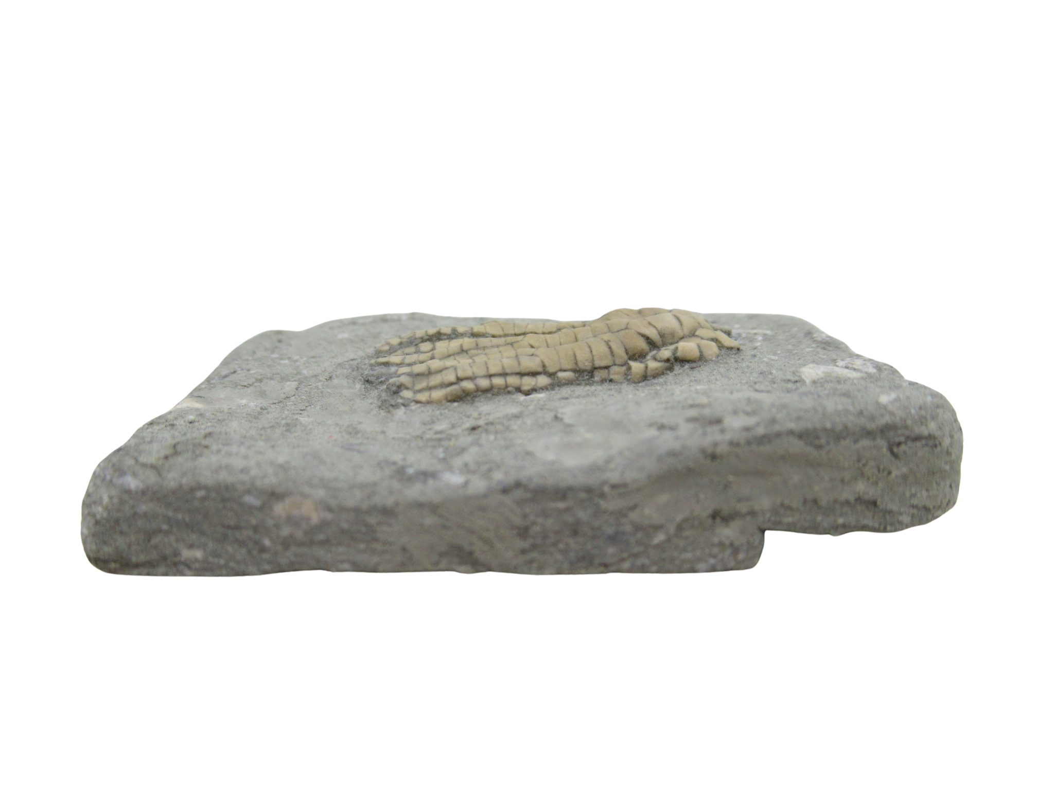 Crawfordsville Crinoid Fossil for Sale from Indiana 198c | Fossils for Sale