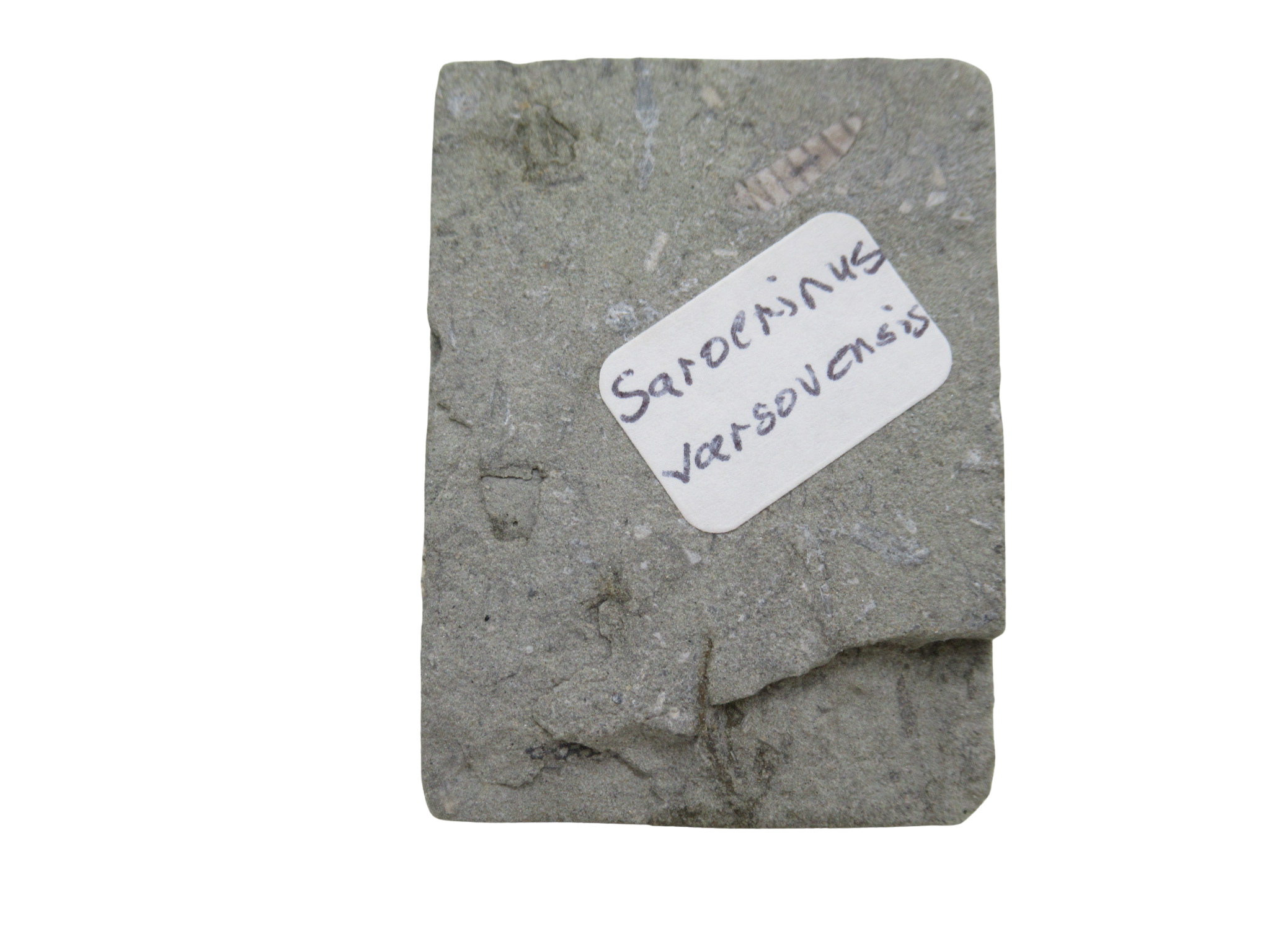 Crawfordsville Crinoid Fossil for Sale from Indiana 198d | Fossils for Sale