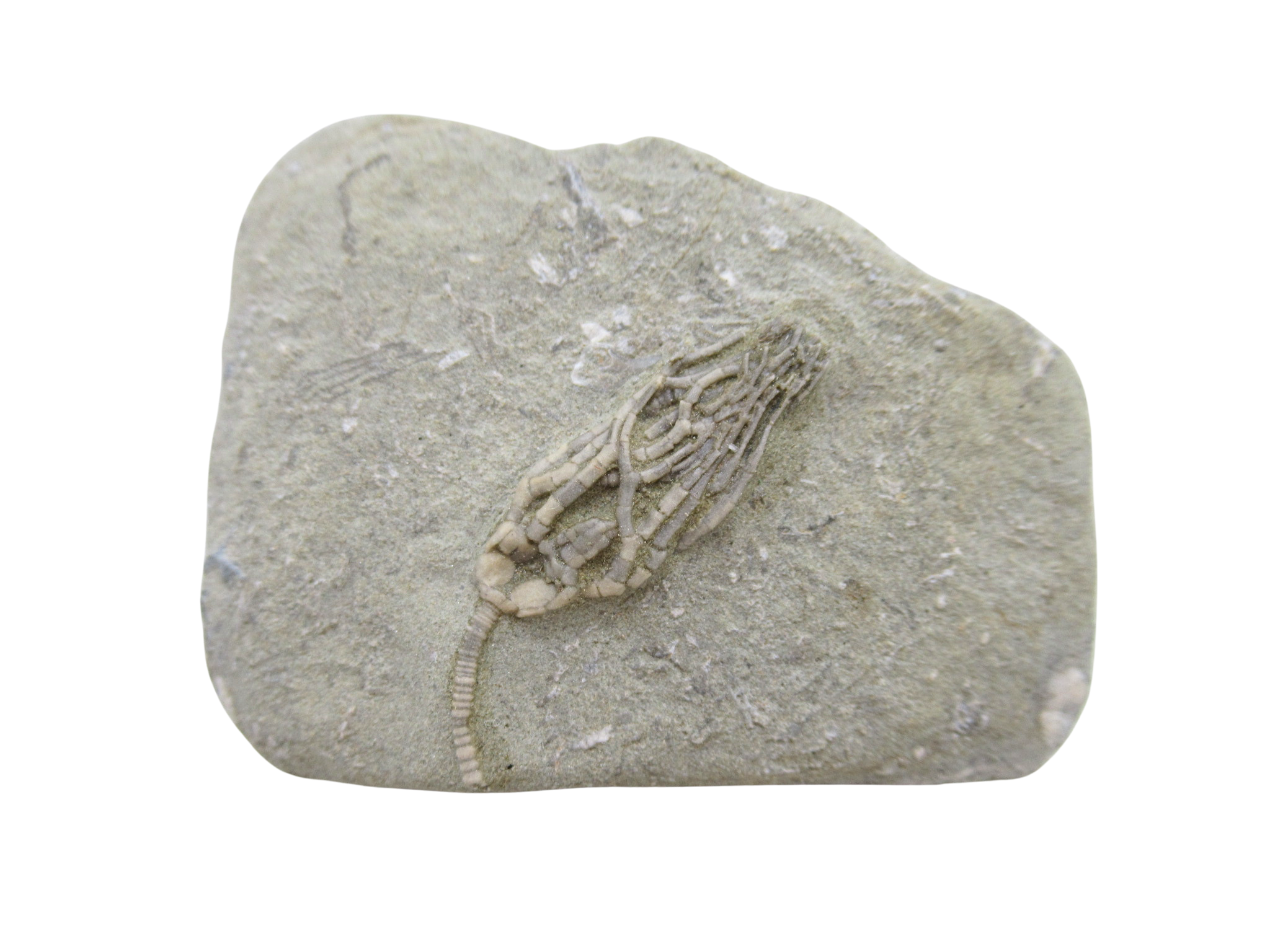 Crawfordsville Crinoid Fossil for Sale from Indiana 199 | Fossils for Sale