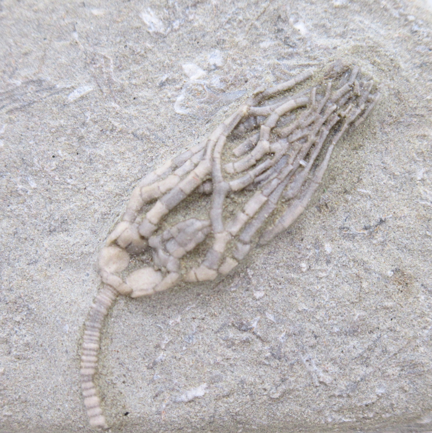 Crawfordsville Crinoid Fossil for Sale from Indiana 199a | Fossils for Sale